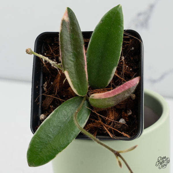 Hoya 'Lyi Prism' Pink Flower (wk37-B)