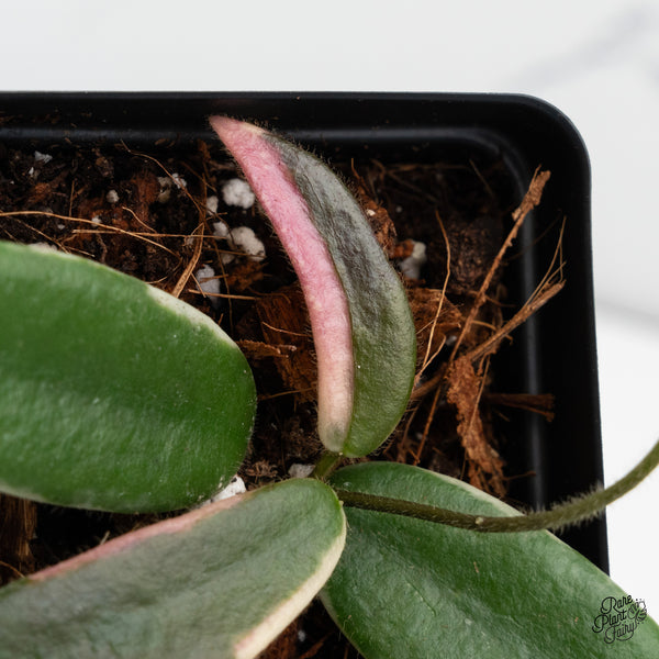 Hoya 'Lyi Prism' Pink Flower (wk37-B)