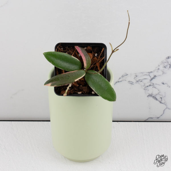 Hoya 'Lyi Prism' Pink Flower (wk37-B)