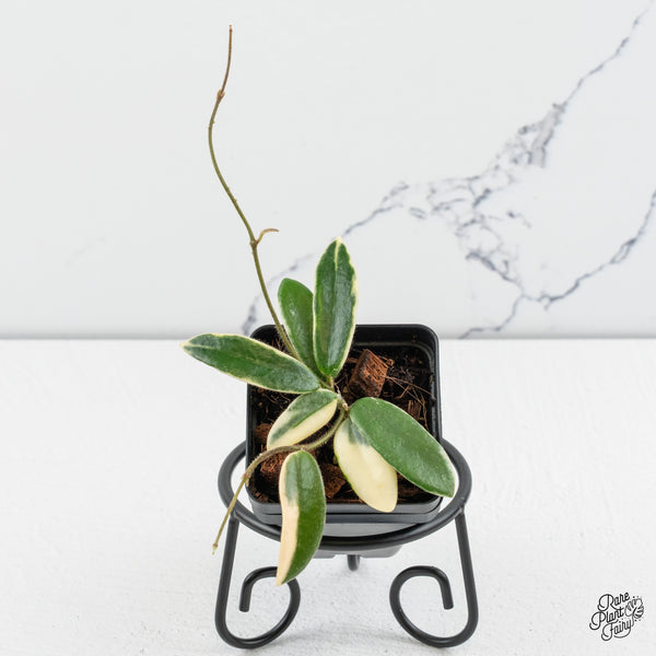 Hoya 'Lyi prism' Pink Flower *Grower's Choice*