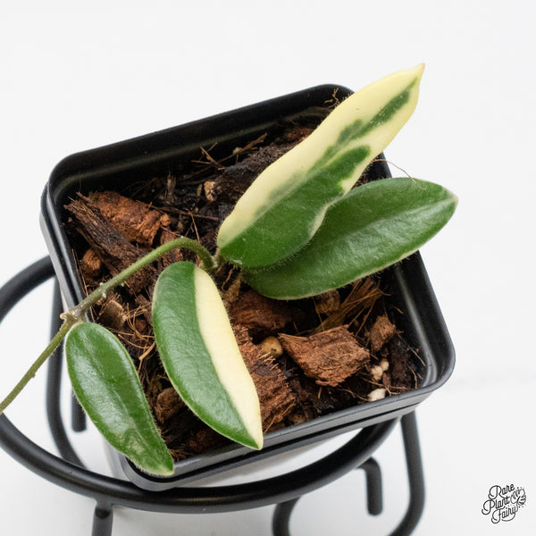 Hoya 'Lyi Prism' Pink Flower (wk49-C)