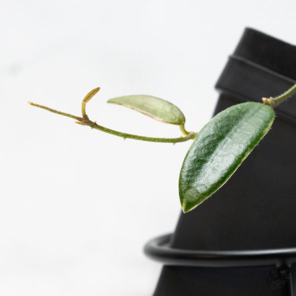 Hoya 'Lyi Prism' Pink Flower (wk49-C)