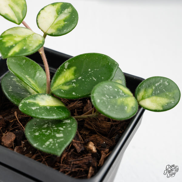 Hoya 'Mathilde' Inner Variegated (wk37-E) *Two Growth Points*