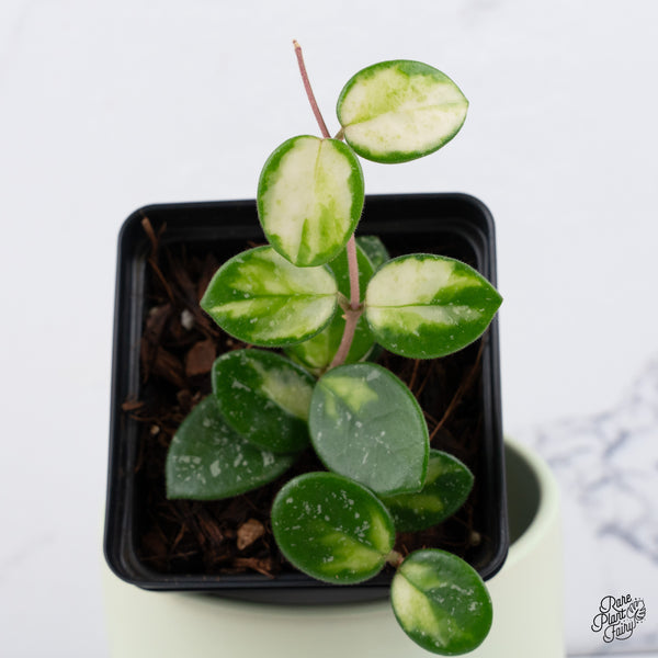 Hoya 'Mathilde' Inner Variegated (wk37-E) *Two Growth Points*