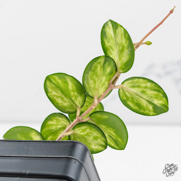 Hoya 'Mathilde' Inner Variegated (wk47-D)