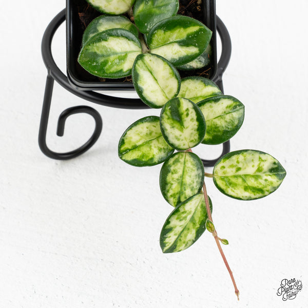 Hoya 'Mathilde' Inner Variegated (wk47-D)