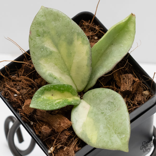 Hoya Carnosa 'Argentea Princess' by Kunzo (wk5-M)