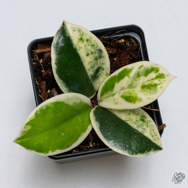 Hoya Carnosa 'Madara' (aka 'Snow Angel') (wk34-L)