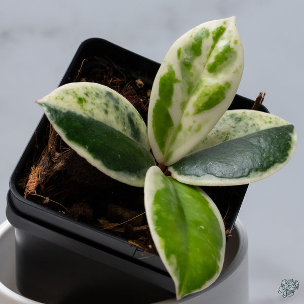 Hoya Carnosa 'Madara' (aka 'Snow Angel') (wk34-L)