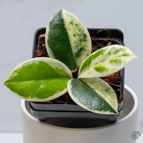 Hoya Carnosa 'Madara' (aka 'Snow Angel') (wk34-L)