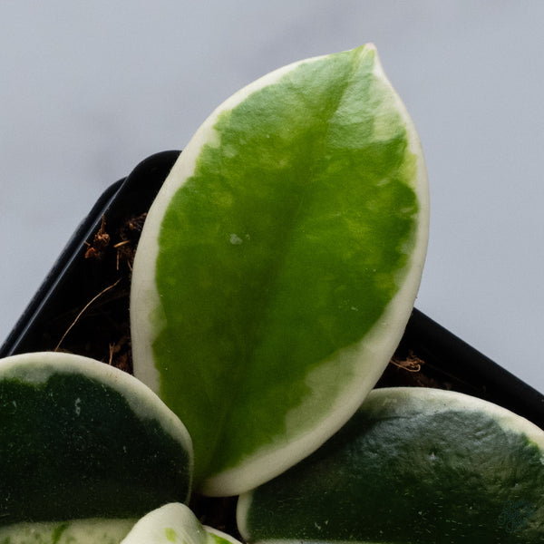 Hoya Carnosa 'Madara' (aka 'Snow Angel') (wk34-L)