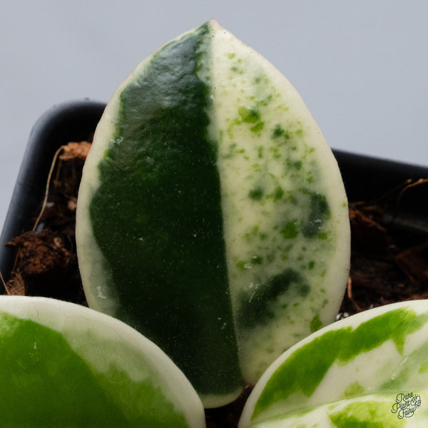 Hoya Carnosa 'Madara' (aka 'Snow Angel') (wk34-L)