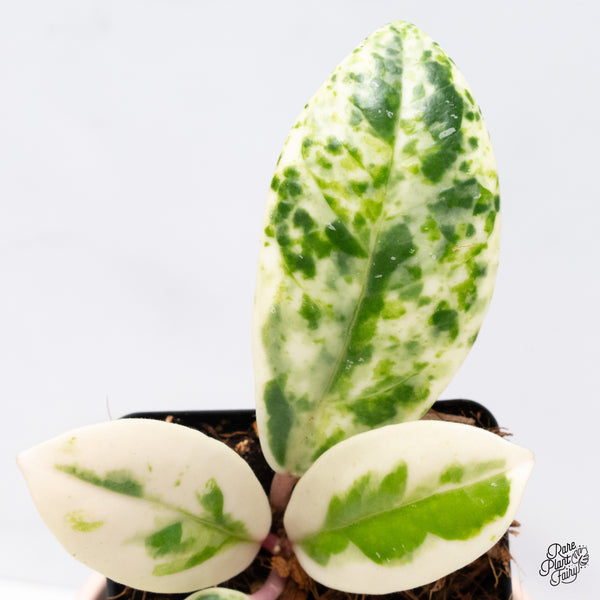 Hoya Carnosa 'Madara' (aka 'Snow Angel') (wk37-G)