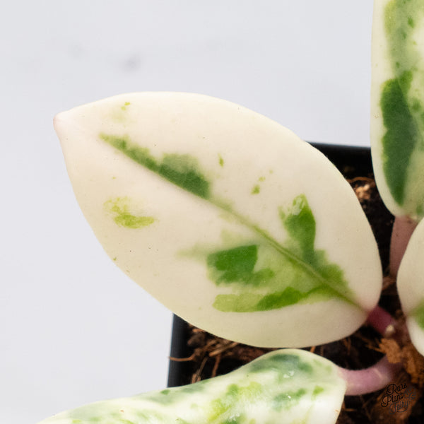 Hoya Carnosa 'Madara' (aka 'Snow Angel') (wk37-G)