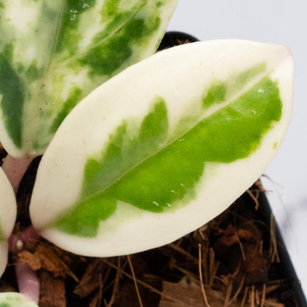 Hoya Carnosa 'Madara' (aka 'Snow Angel') (wk37-G)