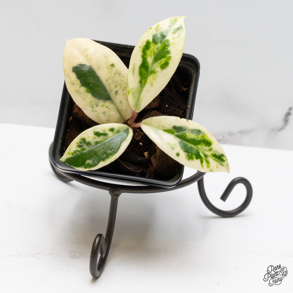 Hoya Carnosa 'Madara' (aka 'Snow Angel') (wk51-D)