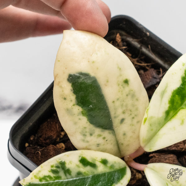 Hoya Carnosa 'Madara' (aka 'Snow Angel') (wk51-D)