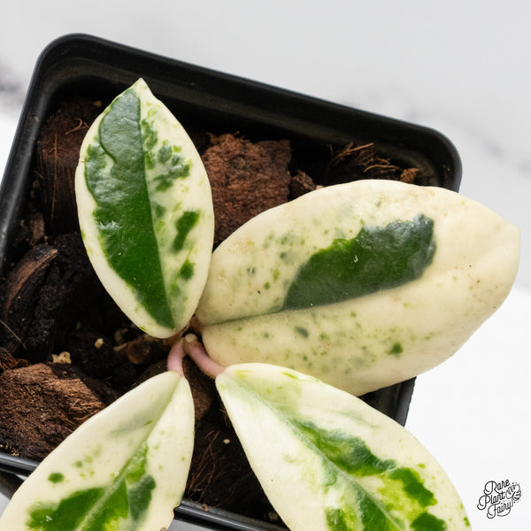 Hoya Carnosa 'Madara' (aka 'Snow Angel') (wk51-D)