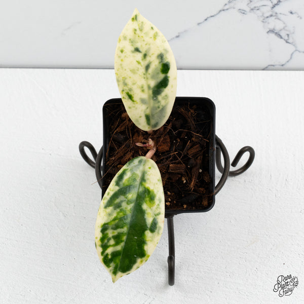 Hoya Carnosa 'Madara' (aka 'Snow Angel') (wk52-P)