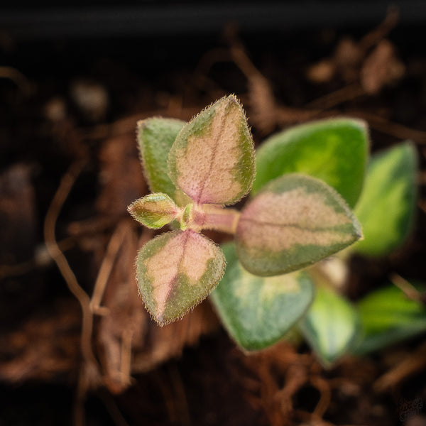 Hoya Chinghungensis Inner Variegated (wk33-A)