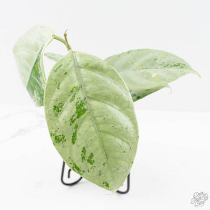 Hoya coriacea 'Silver' (wk27-B)