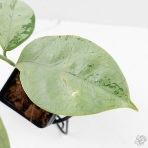 Hoya coriacea 'Silver' (wk27-B)