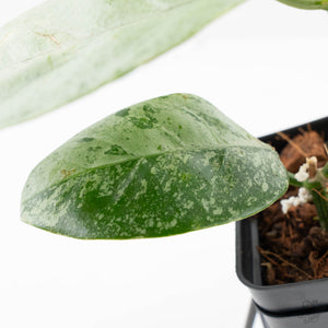 Hoya coriacea 'Silver' (wk27-B)
