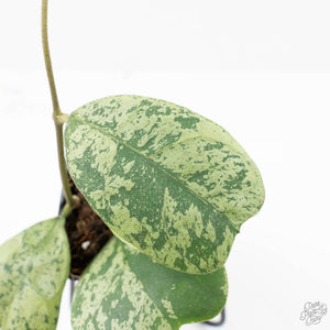 Hoya deykeae 'Morning Dew' (wk21-I)