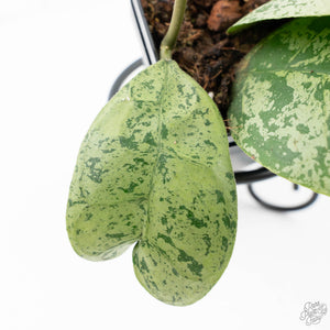 Hoya deykeae 'Morning Dew' (wk21-I)