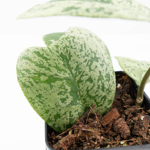 Hoya deykeae 'Morning Dew' (wk21-I)