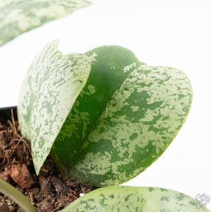 Hoya deykeae 'Morning Dew' (wk21-I)
