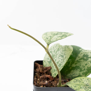 Hoya deykeae 'Morning Dew' (wk21-I)
