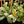 Hoya incrassata albo outer variegated *Grower's Choice*