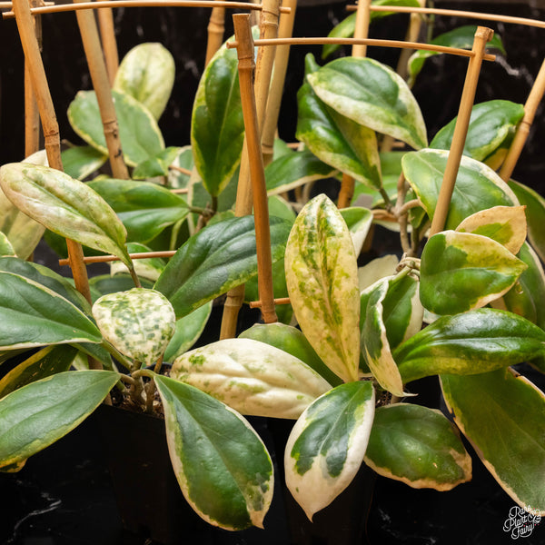 Hoya incrassata albo outer variegated *Grower's Choice*
