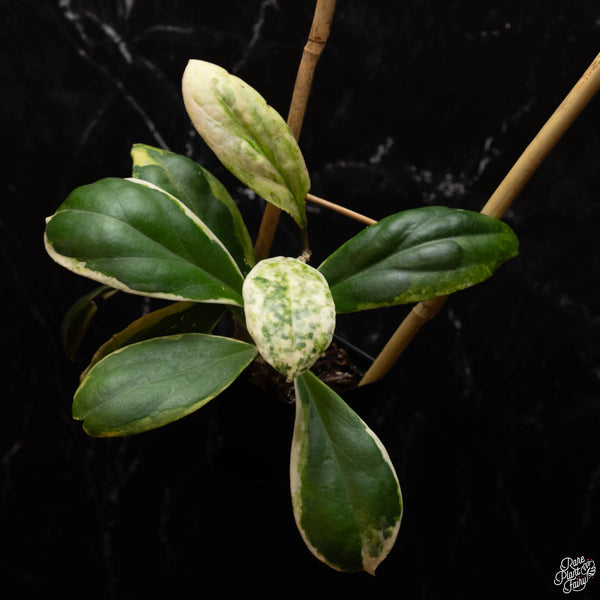 Hoya incrassata albo outer variegated *Grower's Choice*