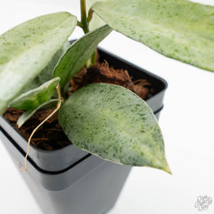 Hoya lacunosa 'Winter Pandora' (wk19-I)