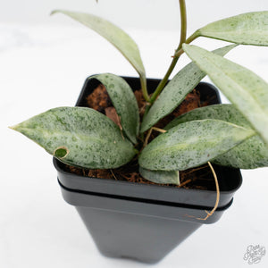 Hoya lacunosa 'Winter Pandora' (wk19-I)