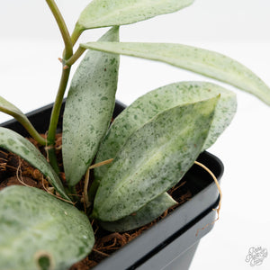 Hoya lacunosa 'Winter Pandora' (wk19-I)