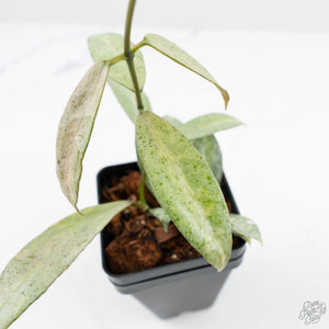 Hoya lacunosa 'Winter Pandora' (wk19-I)