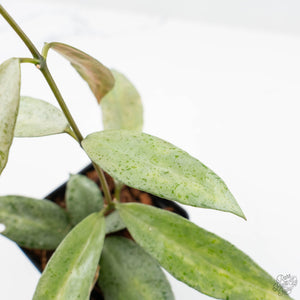 Hoya lacunosa 'Winter Pandora' (wk19-I)
