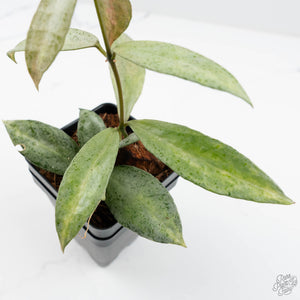 Hoya lacunosa 'Winter Pandora' (wk19-I)