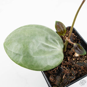 Hoya latifolia 'Silver' (wk19-H)
