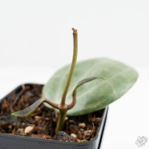 Hoya latifolia 'Silver' (wk19-H)