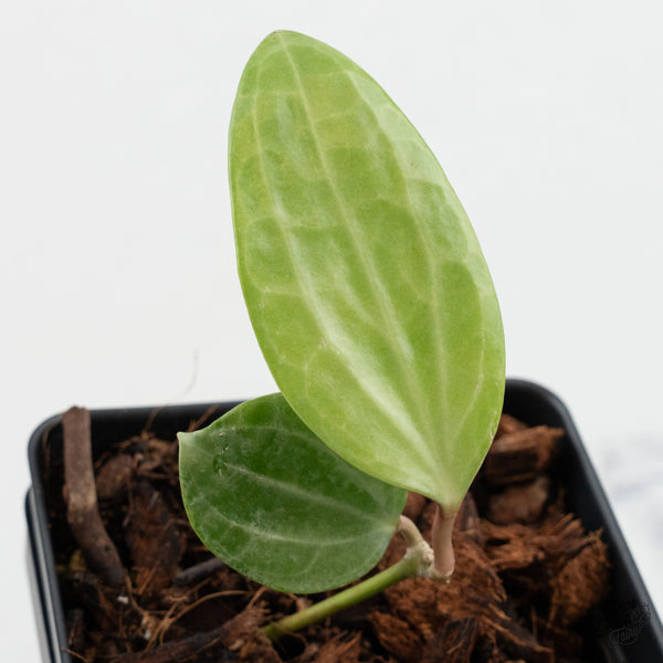 Hoya Latifolia 'Silver' (wk37-D)
