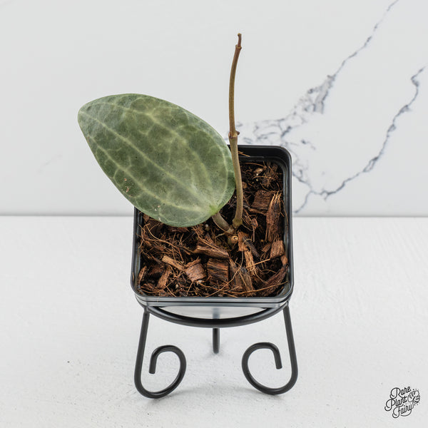 Hoya Latifolia 'Silver' (wk47-R)