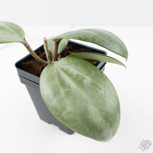 Hoya latifolia 'Silver' (wk21-L)