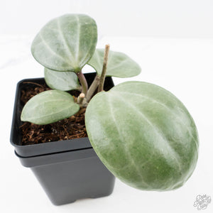 Hoya latifolia 'Silver' (wk21-L)