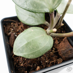 Hoya latifolia 'Silver' (wk21-L)