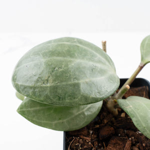 Hoya latifolia 'Silver' (wk21-L)