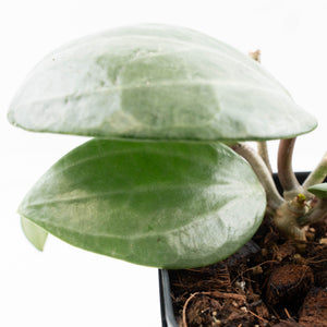 Hoya latifolia 'Silver' (wk21-L)